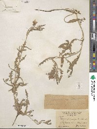 Oenothera pallida subsp. trichocalyx image