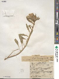 Oenothera pallida subsp. trichocalyx image