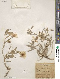 Oenothera pallida subsp. trichocalyx image