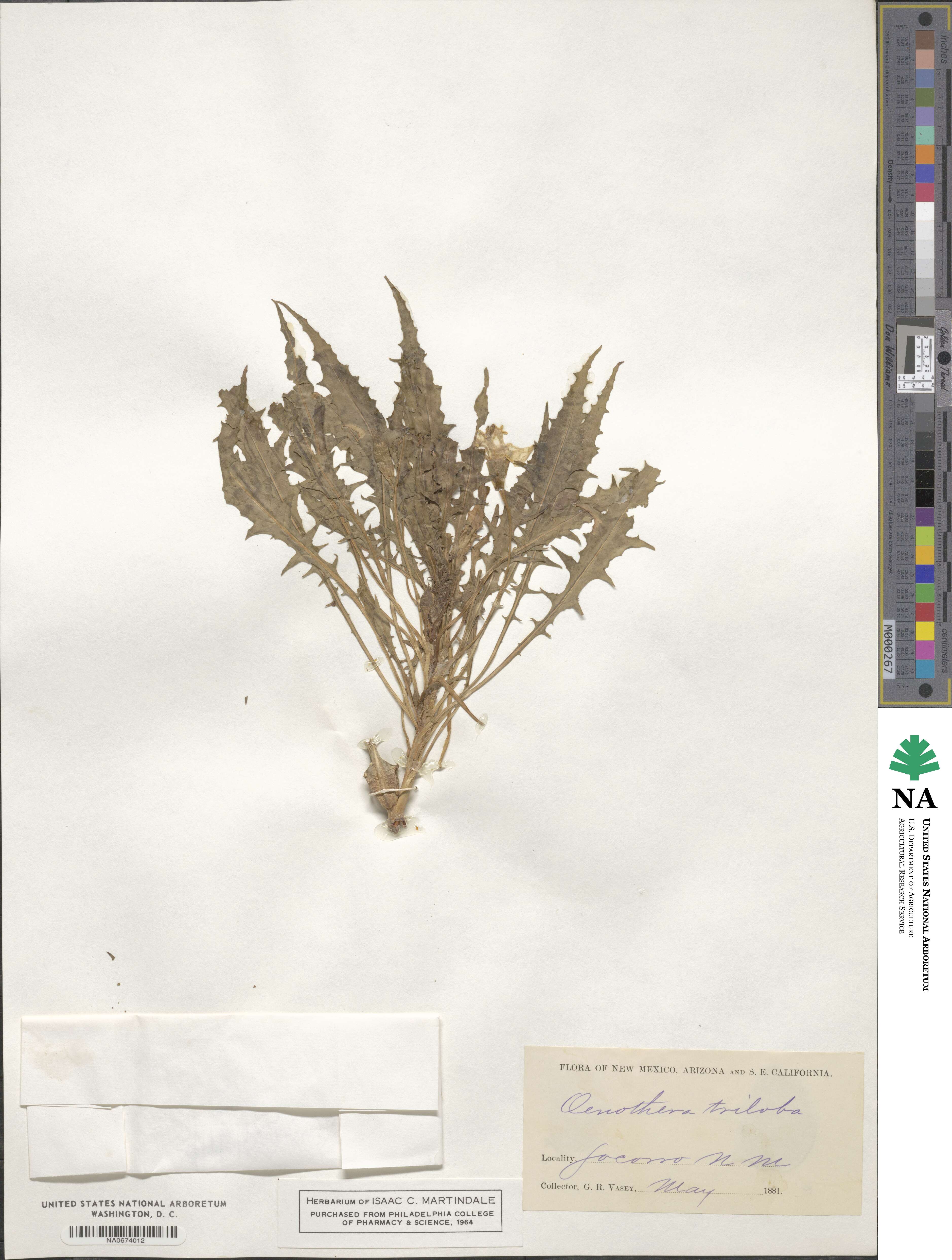 Oenothera triloba image