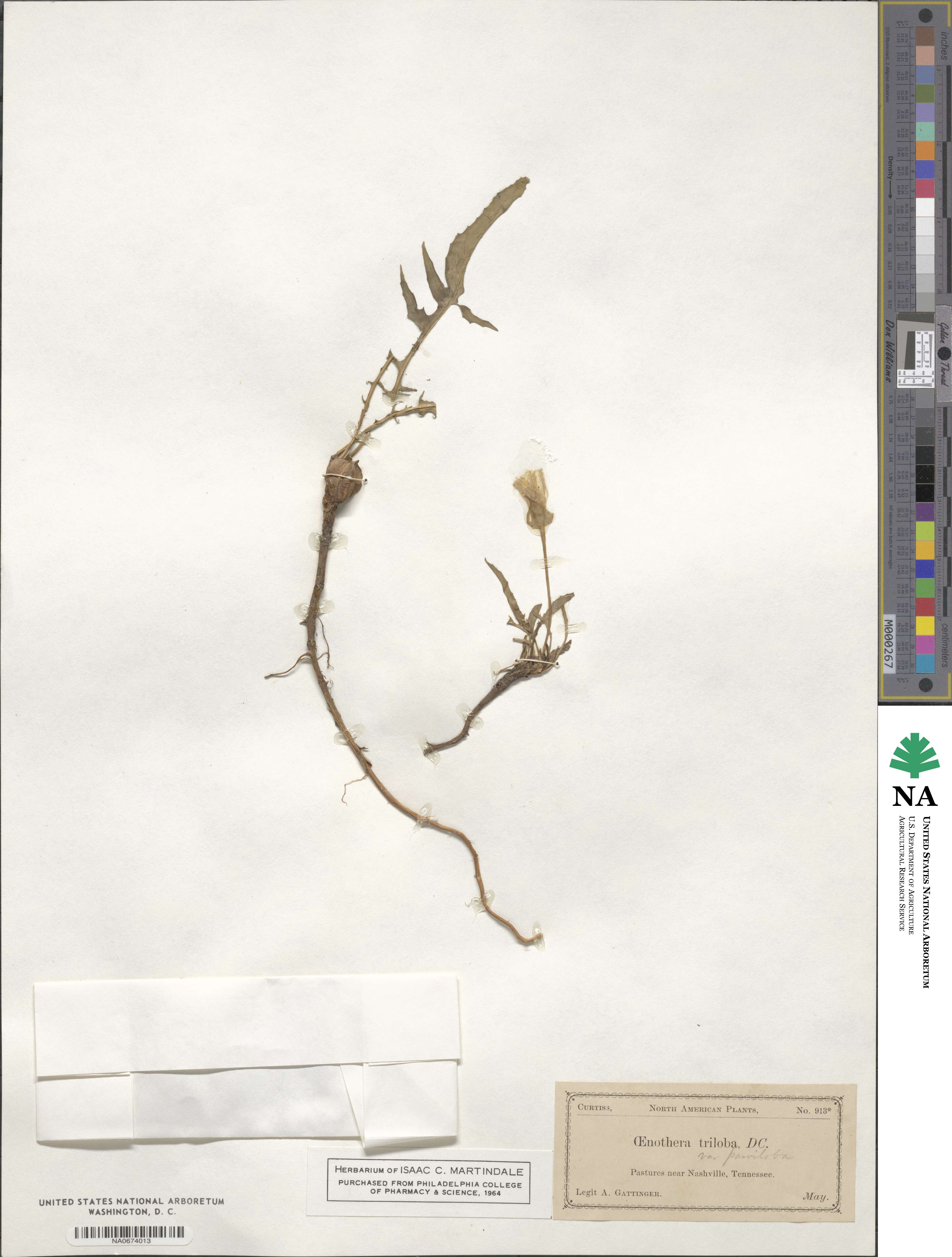 Oenothera triloba image