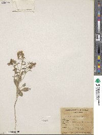 Eremothera boothii subsp. alyssoides image