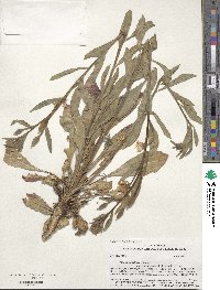 Oenothera villosa subsp. strigosa image