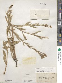 Oenothera villosa subsp. strigosa image