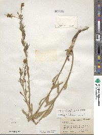 Oenothera villosa subsp. strigosa image