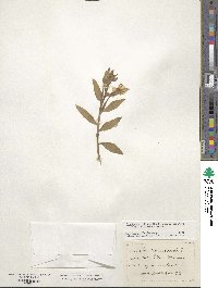 Oenothera villosa subsp. strigosa image