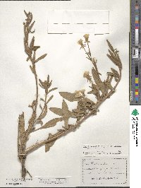 Oenothera villosa subsp. strigosa image