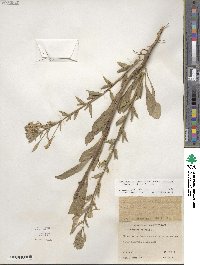 Oenothera villosa subsp. strigosa image