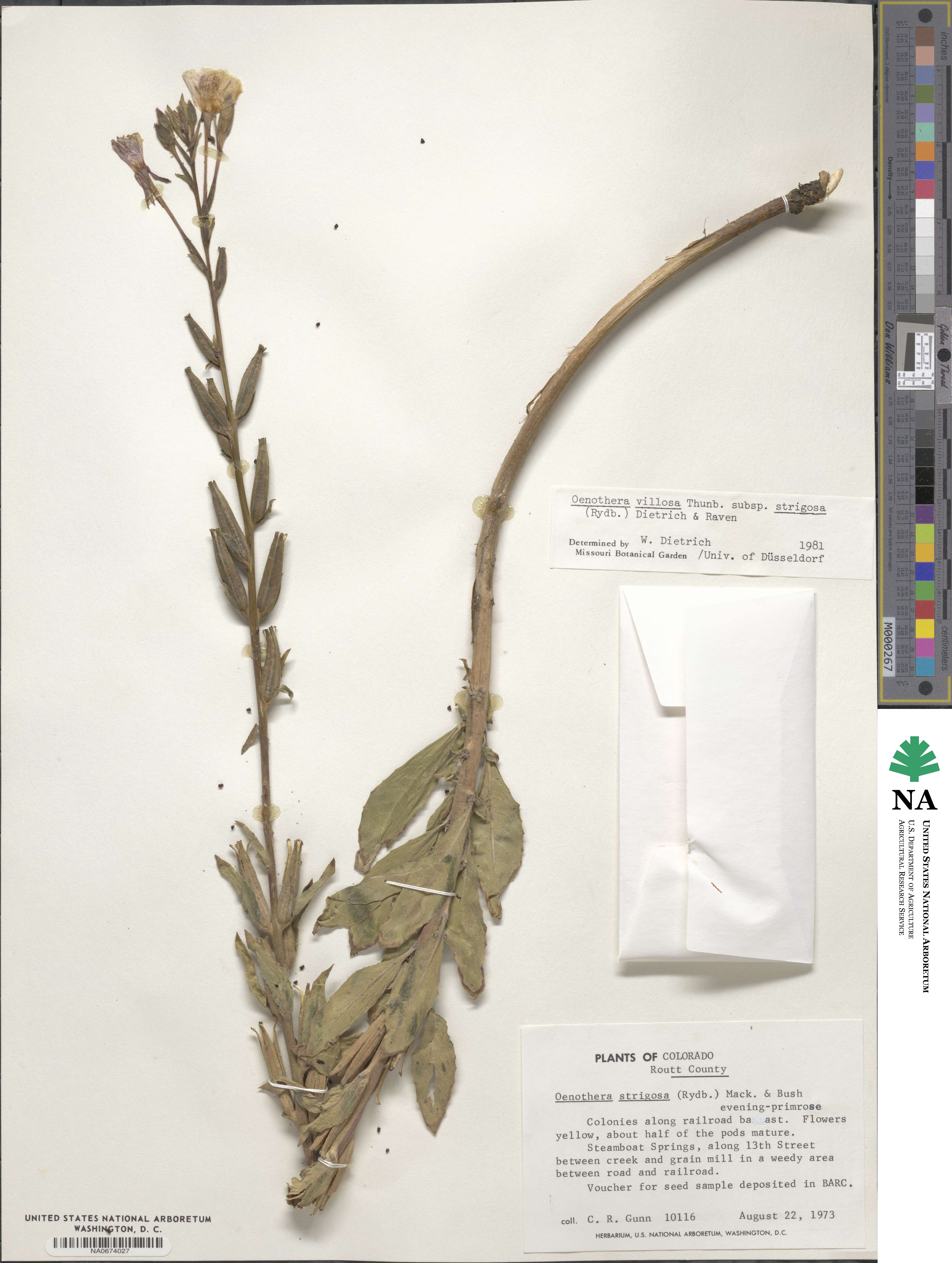 Oenothera villosa subsp. strigosa image