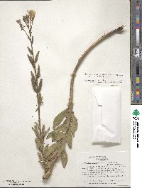 Oenothera villosa subsp. strigosa image