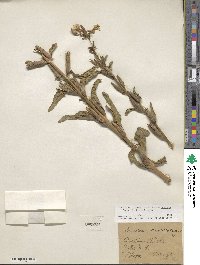 Oenothera villosa subsp. strigosa image