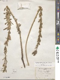 Oenothera villosa subsp. strigosa image