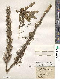 Oenothera villosa subsp. strigosa image