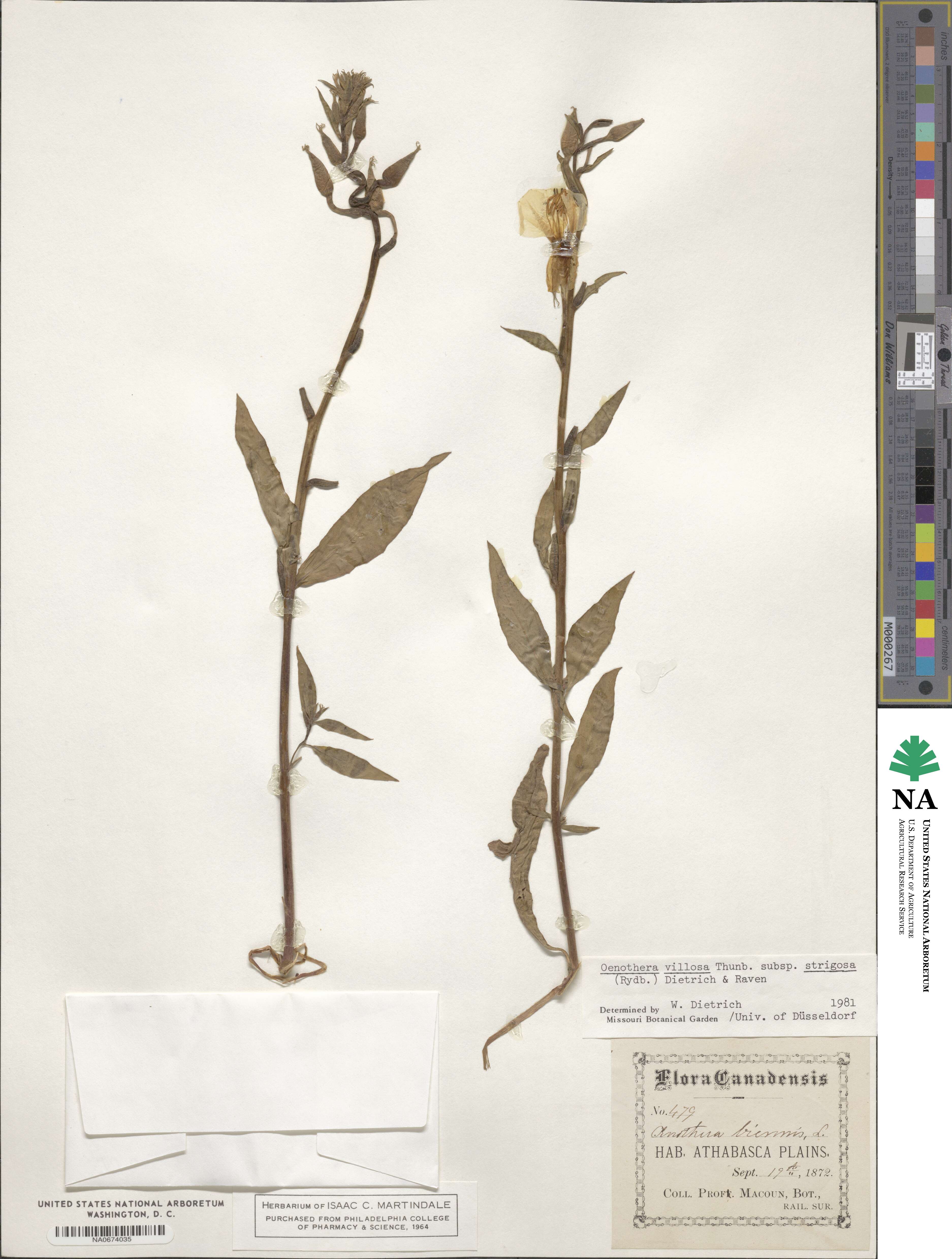 Oenothera villosa image