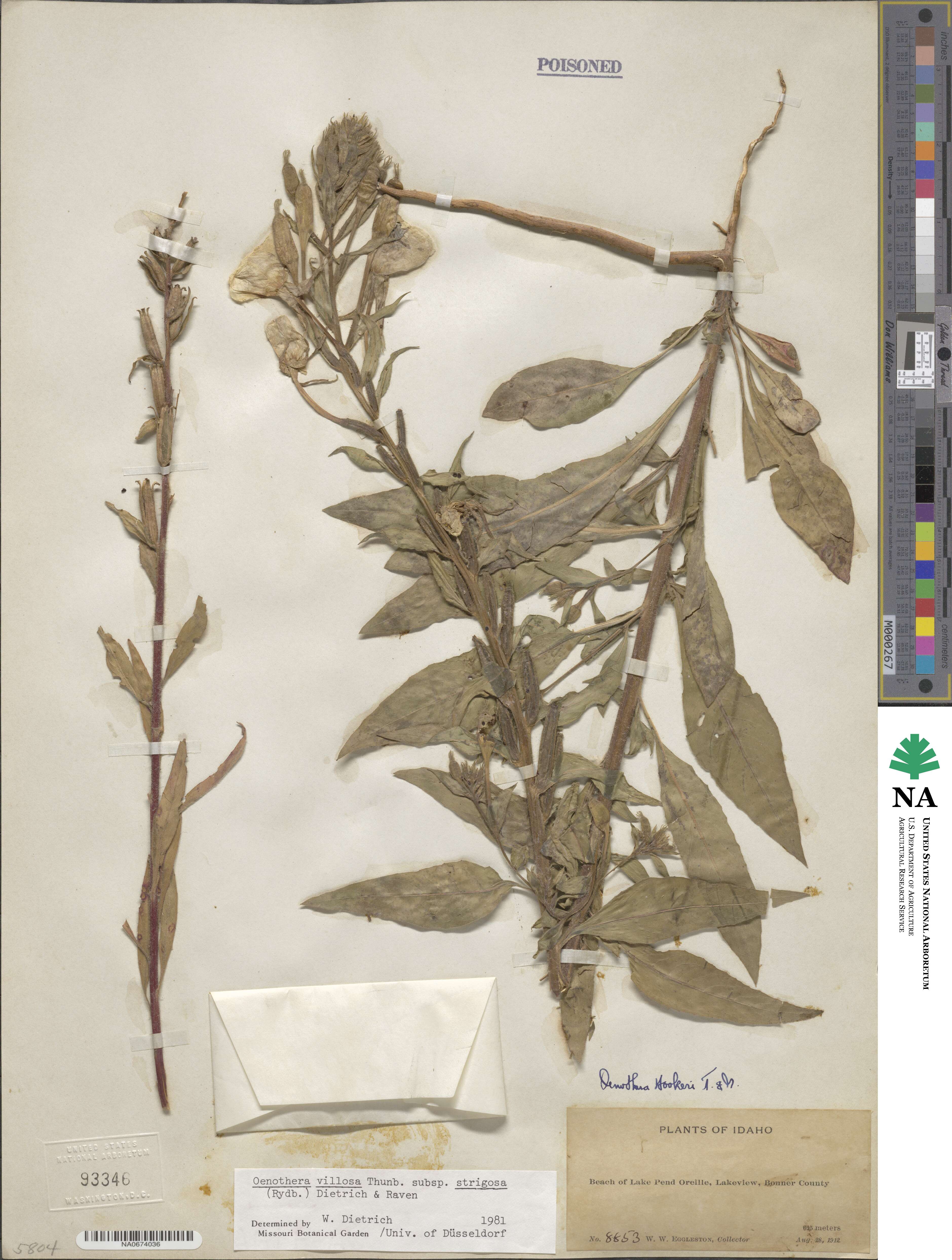 Oenothera villosa subsp. strigosa image