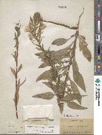 Oenothera villosa subsp. strigosa image