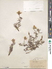 Oenothera hartwegii image