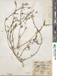 Oenothera kunthiana image