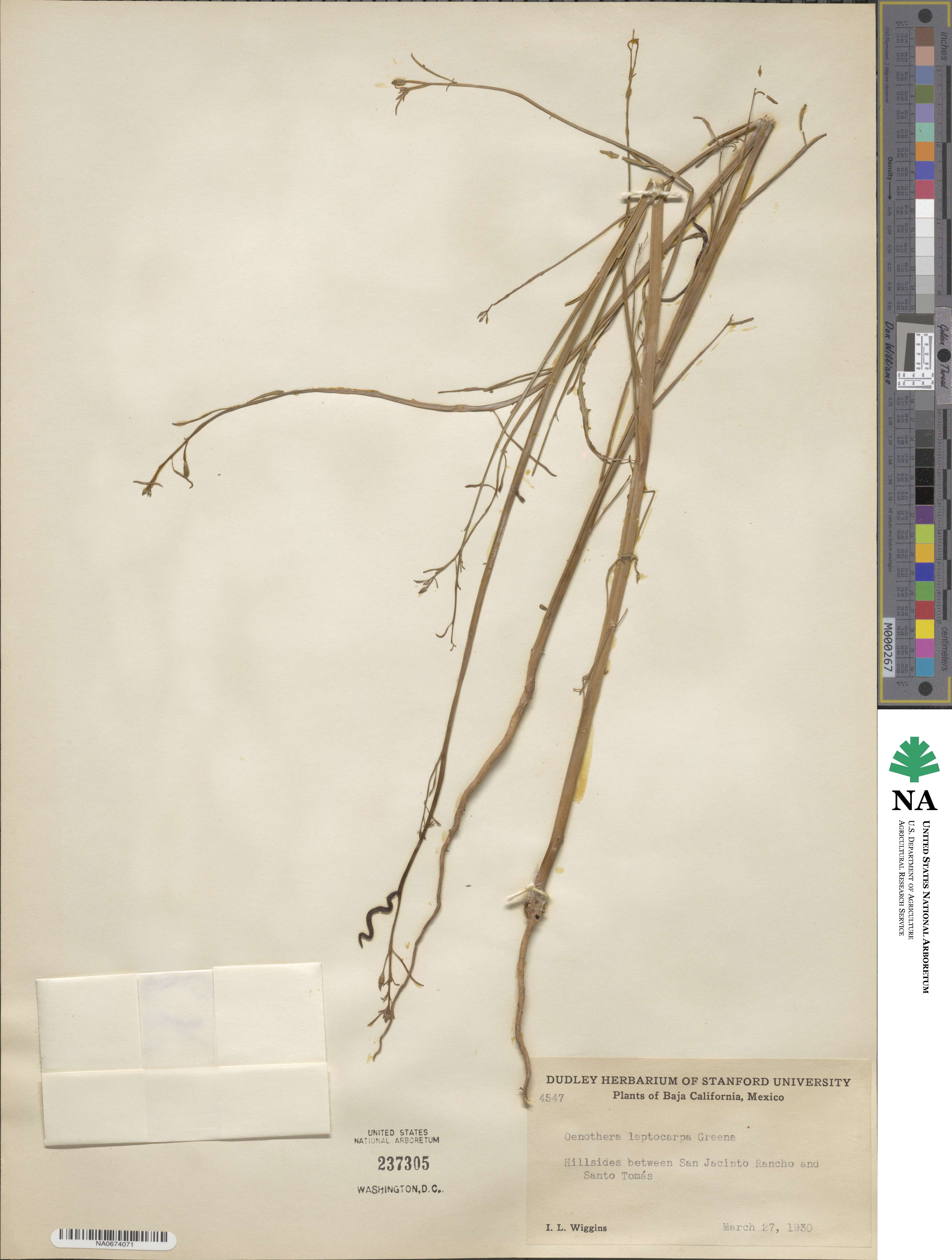 Oenothera leptocarpa image