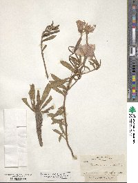 Oenothera macrosceles image