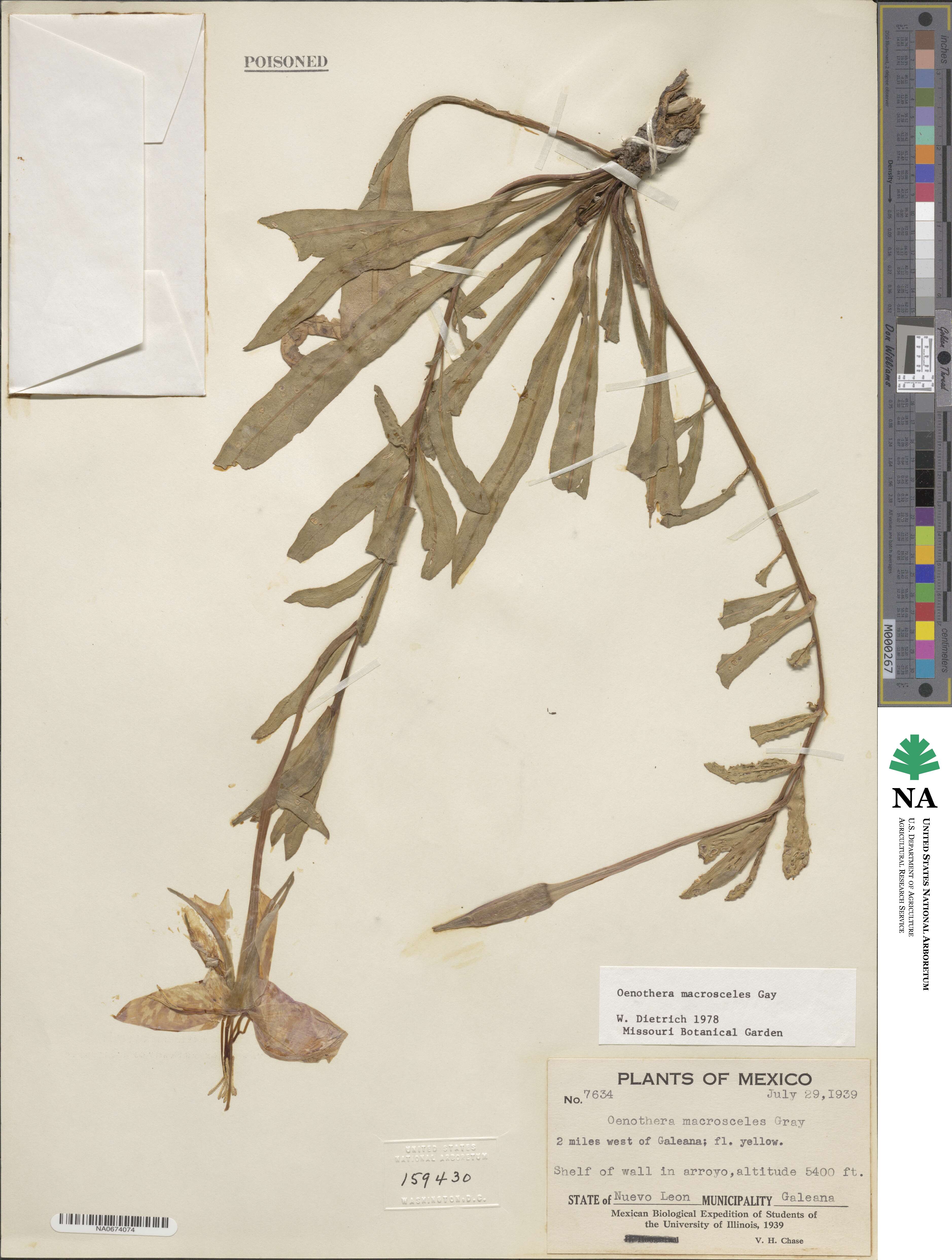 Oenothera macrosceles image