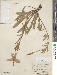 Oenothera macrosceles image