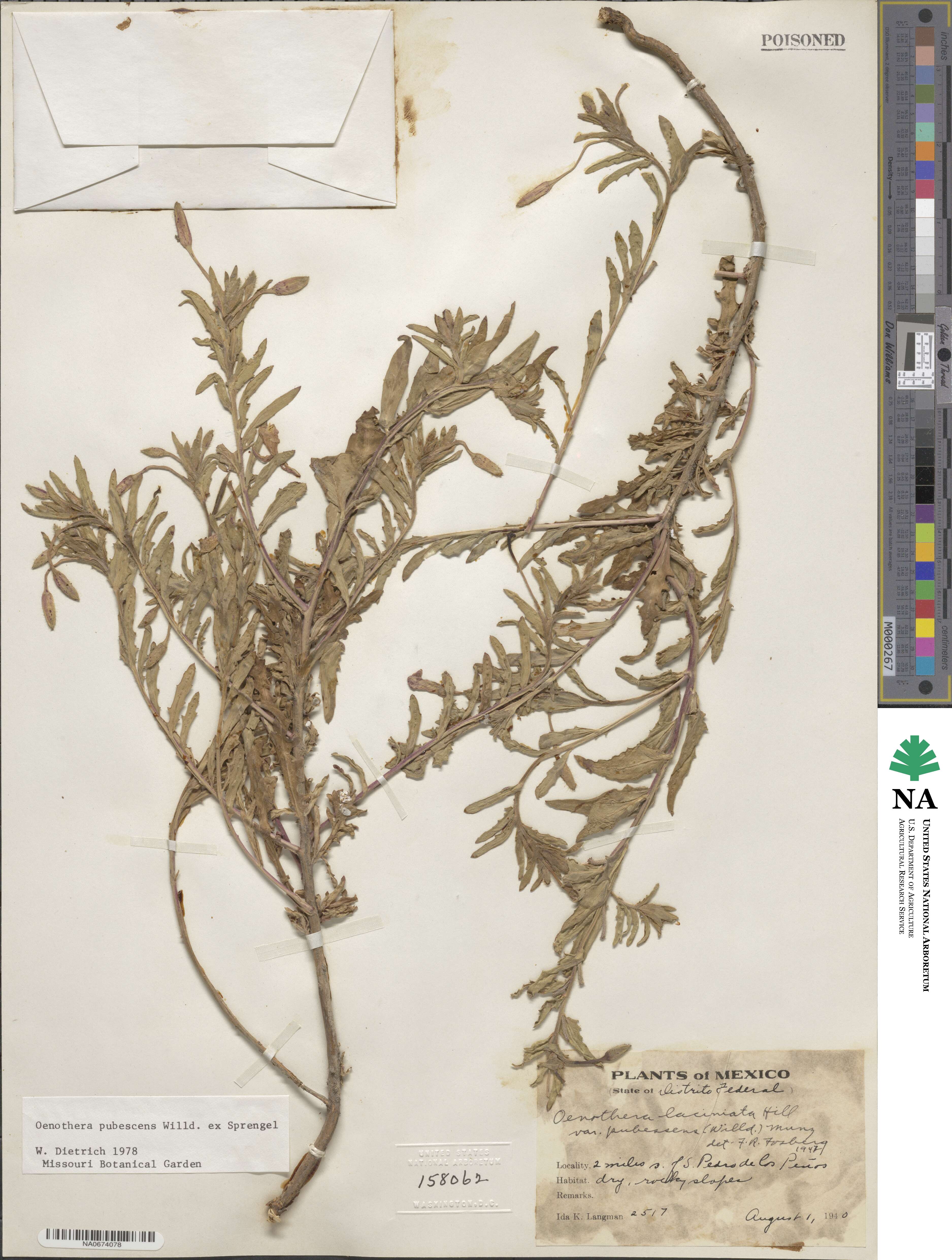 Oenothera pubescens image