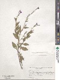 Oenothera rosea image