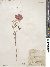 Oenothera speciosa image