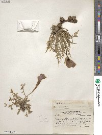 Oenothera acaulis image