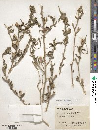 Oenothera affinis image