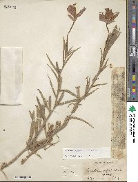 Oenothera affinis image