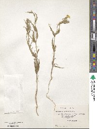 Oenothera affinis image