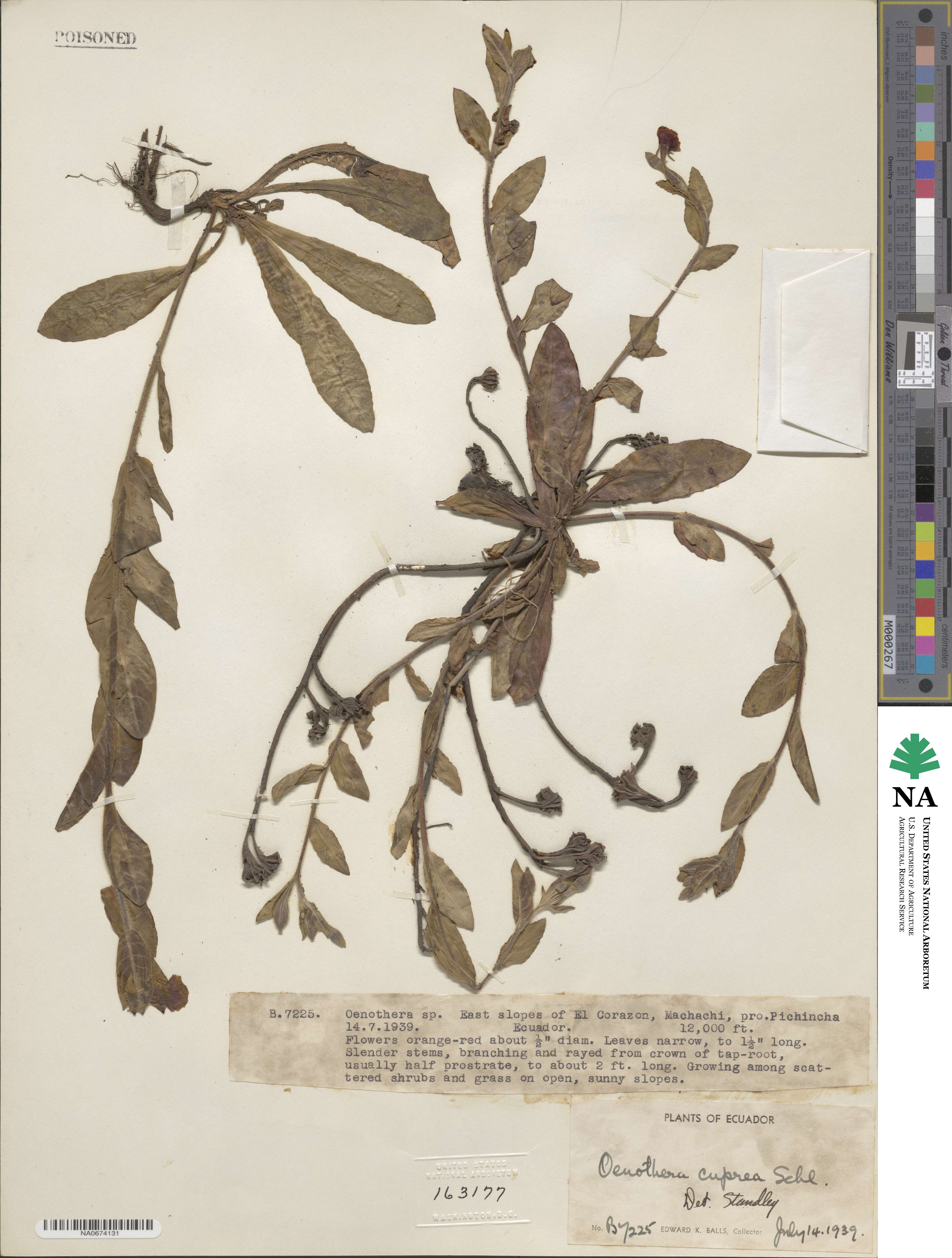 Oenothera epilobiifolia subsp. cuprea image