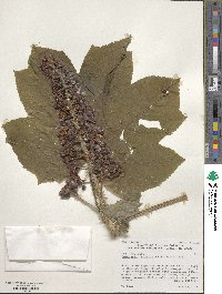 Oplopanax horridus image