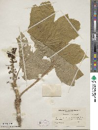 Oplopanax horridus image