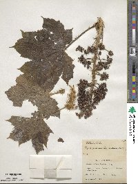 Oplopanax horridus image