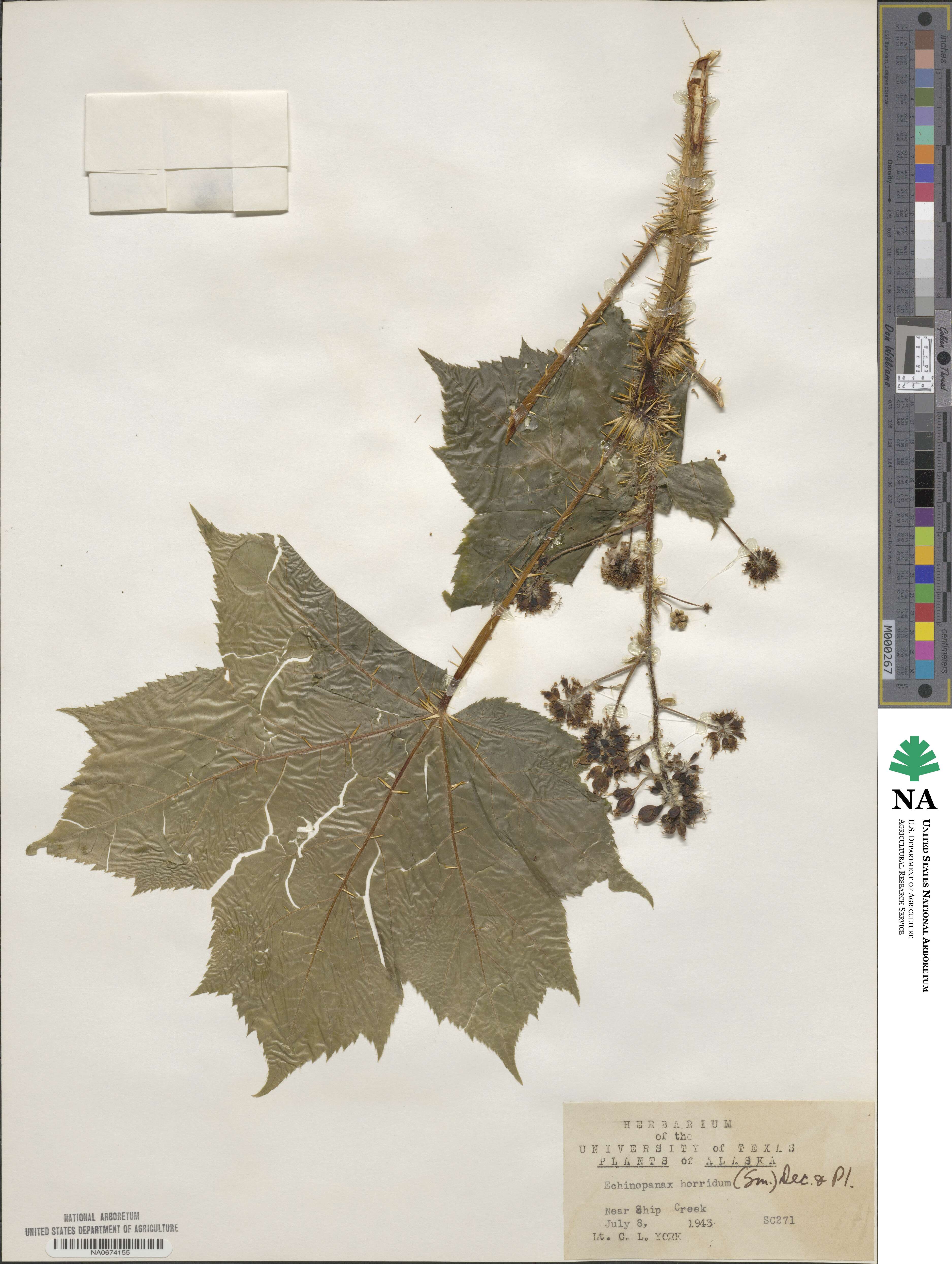 Oplopanax horridus image