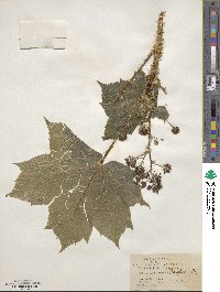 Oplopanax horridus image