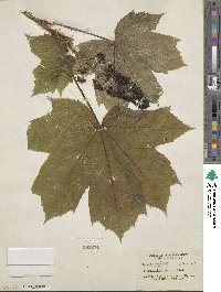 Oplopanax horridus image