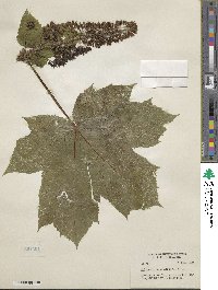 Oplopanax horridus image