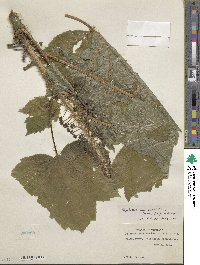 Oplopanax horridus image