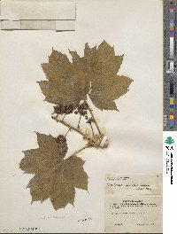 Oplopanax horridus image