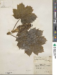 Oplopanax horridus image