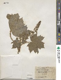 Oplopanax horridus image