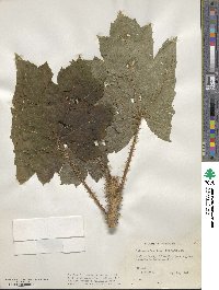 Oplopanax horridus image