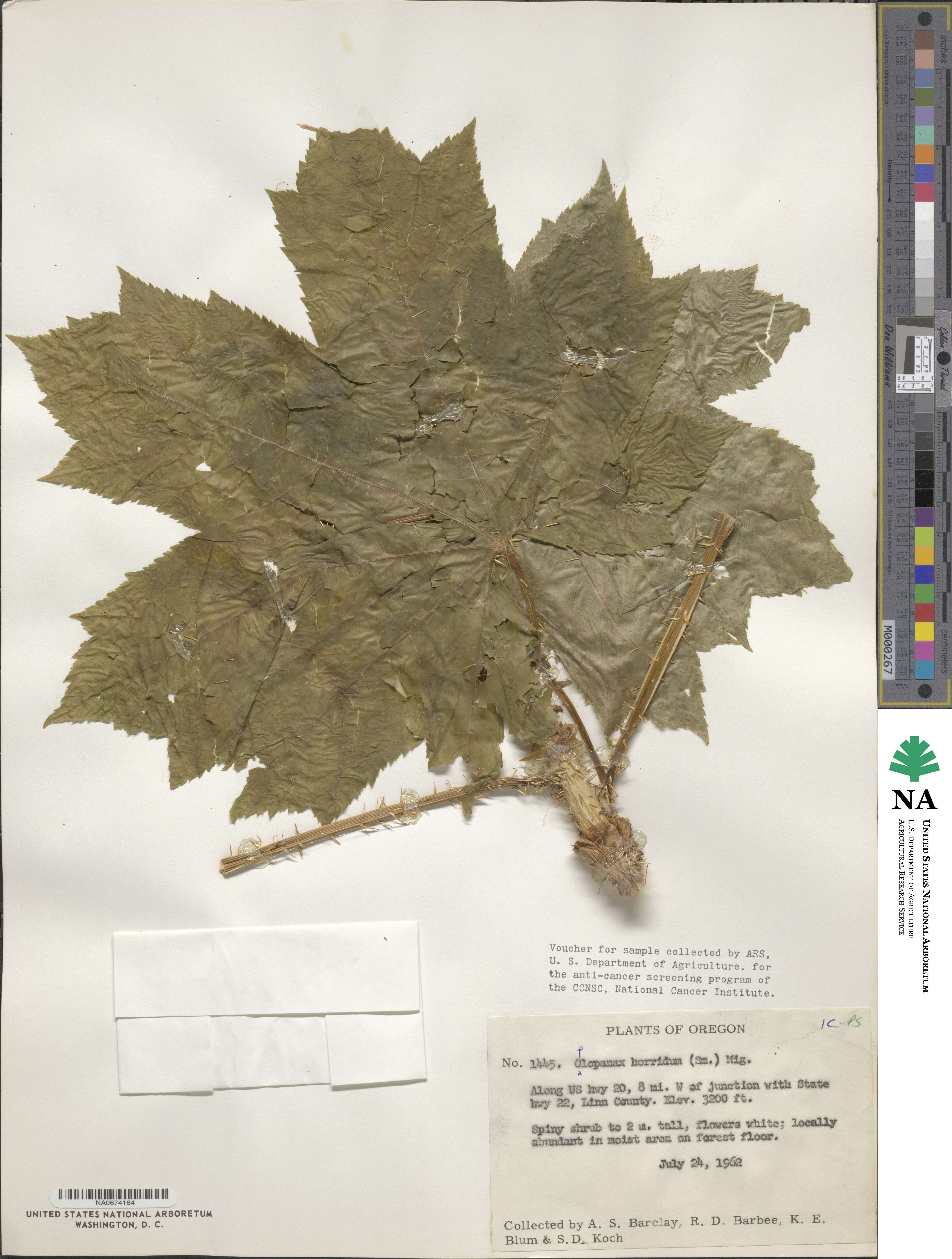 Oplopanax horridus image