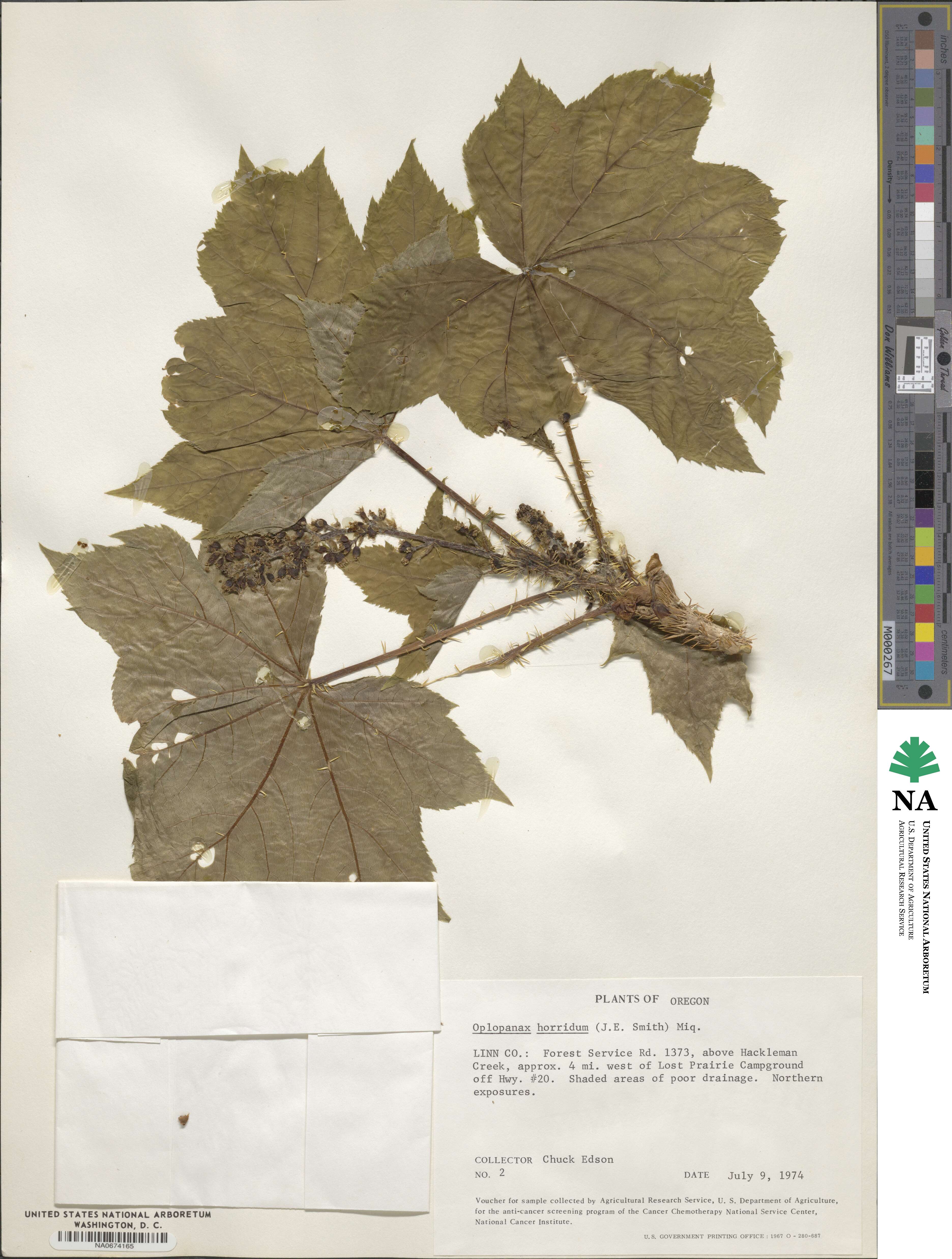 Oplopanax horridus image