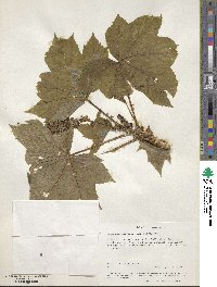 Oplopanax horridus image