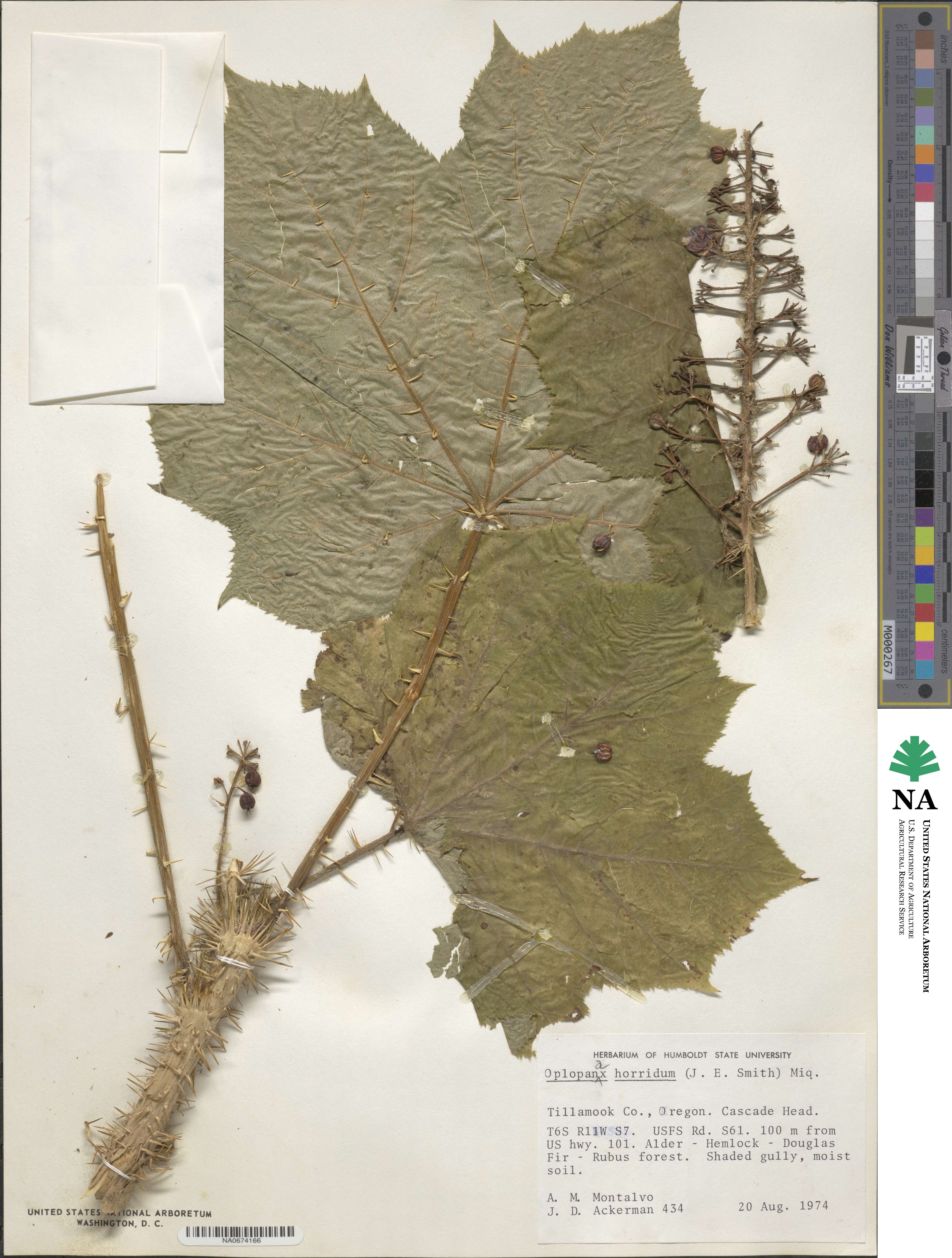 Oplopanax horridus image